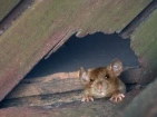 Rats et souris