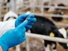Disposable protections