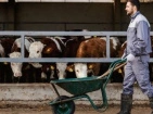Wheelbarrows and carts