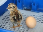 Incubation