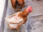 Poux rouges