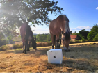 Minéraux pour chevaux