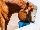 Horse feeders