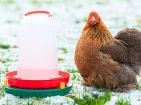 Heating devices for waterers