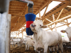 Cattle scratching brush