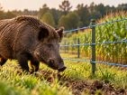 Anti-boar Fences
