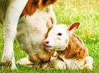 Breeding and Birth of the Calf