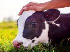 Cattle Care