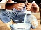 Milking