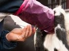 Insemination