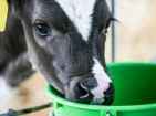Raising and Nursing Calves