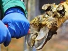 Hoof Care