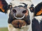 Contention et maintien de l'animal