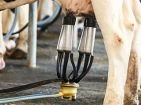 Dairy Equipment