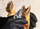Hoof trimming