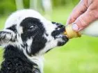 Breeding of Lambs