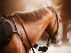 Équipements du cheval