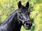 Halters, lead ropes, and whips