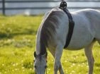 Foaling Detectors