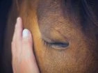 Soins du cheval