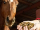 Compléments alimentaires