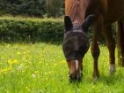 Fly Repellent