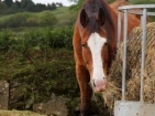 Râteliers et filets à foin pour chevaux