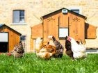 Chicken Coops