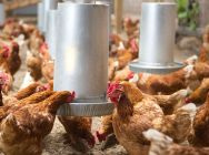 Poultry house equipment