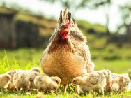 Breeding