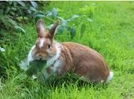The rabbit