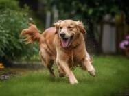 The dog
