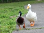 The Goose and the Duck
