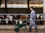 Wheelbarrows and carts