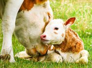 Breeding and Birth of the Calf