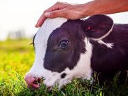 Cattle Care