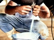 Milking