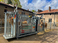 Contention et pesage des bovins