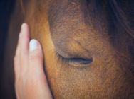 Horse care