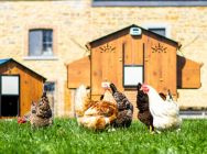 Chicken Coops