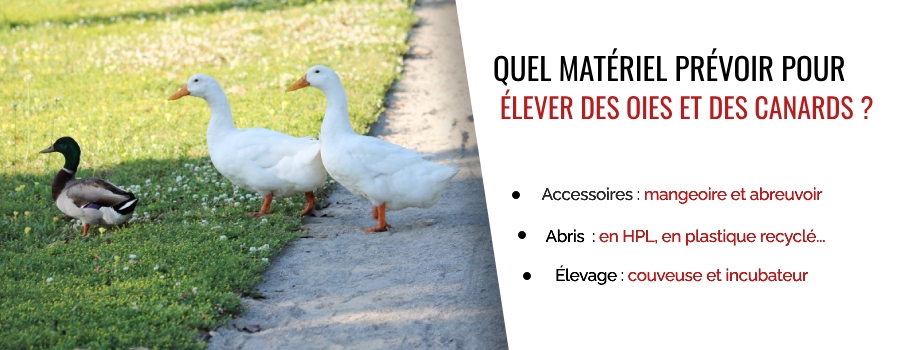 Matériel pour adopter des oies et des canards