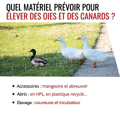 Matériel pour adopter des oies et des canards