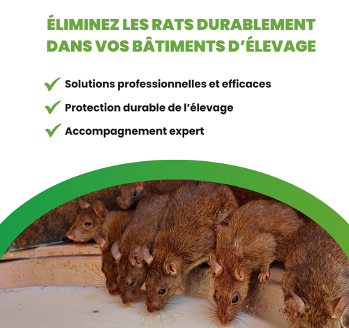 Rats dans une ferme