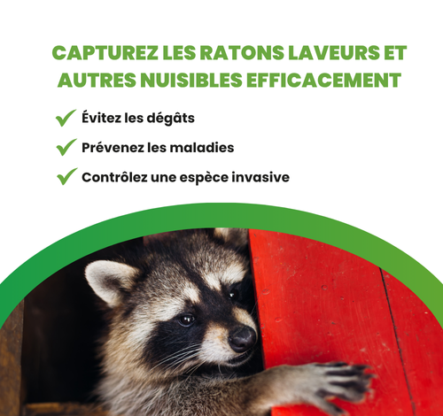 Installez une cage pour raton laveur