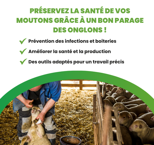 Parer les onglons des moutons