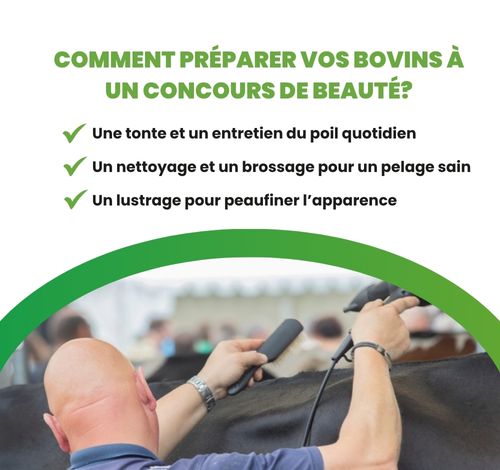 Personne s'occupant de tondre le pelage d'un bovin.