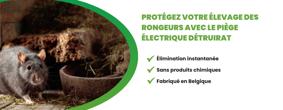 Rat dans une ferme