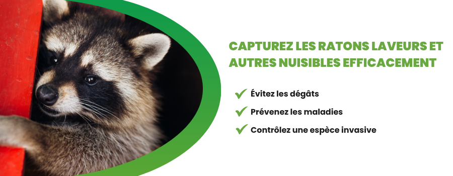 Cage pour raton laveur