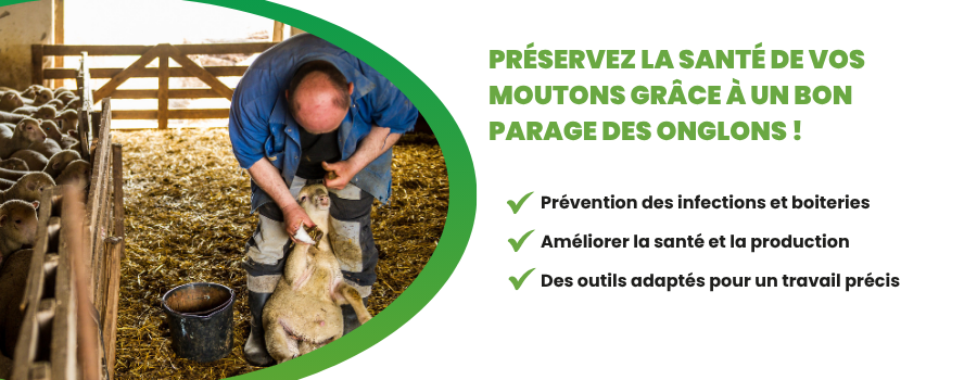 fermier qui fait les onglons d'un mouton
