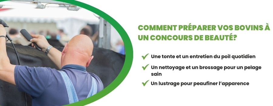 Personne tondant le pelage d'un bovin.